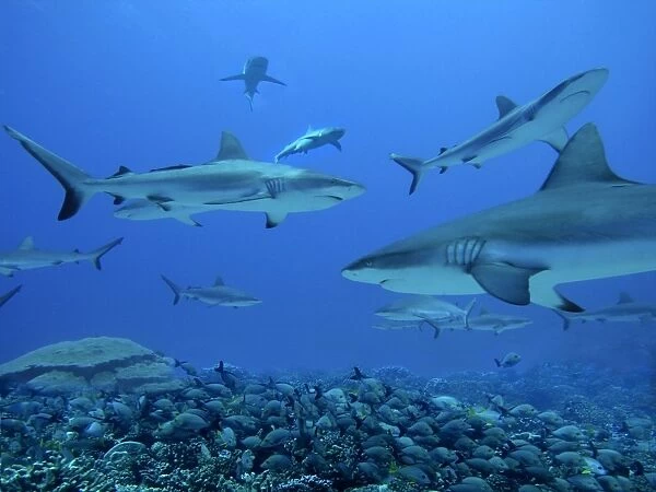 Grey Reef Sharks - These sharks live in the passes running from the open ocean into huge lagoons. they feed upon other marine animals moving in and out of the lagoons