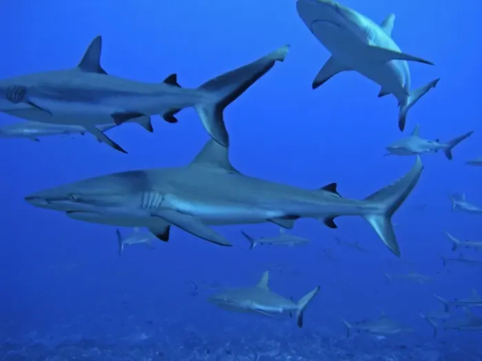 Framed Print : Grey Reef Sharks - These sharks live in the passes running from the open ocean into huge lagoons. they feed upon other marine animals moving in and out of the lagoons to feed. Tumotos, French Polynesia, Indopacific Framed Print : Grey Reef Sharks - These sharks live in the passes running from the open ocean into huge lagoons. they feed upon other marine animals moving in and out of the lagoons to feed. Tumotos, French Polynesia, Indopacific