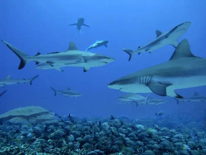Framed Print : Grey Reef Sharks - These sharks live in the passes running from the open ocean into huge lagoons. they feed upon other marine animals moving in and out of the lagoons Framed Print : Grey Reef Sharks - These sharks live in the passes running from the open ocean into huge lagoons. they feed upon other marine animals moving in and out of the lagoons