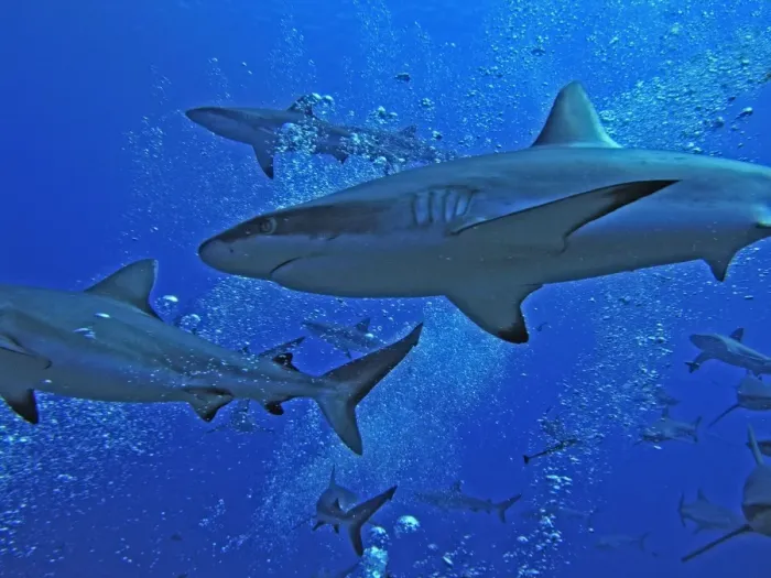 Framed Print : Grey Reef Sharks - swim through the bubbles from the scuba divers as they patrol the edge of the pass. The Tumotos are the only area left in the world where sharks can still be see in large numbers like this. Tumotos, French Polynesia