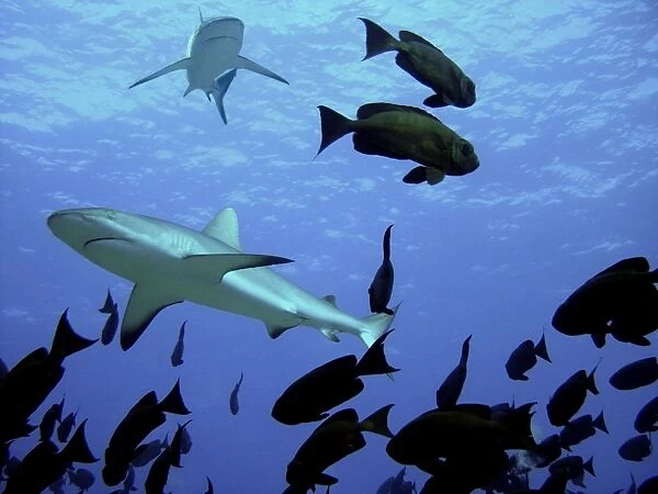 Grey Reef Sharks Swim over school of Glass Eyes Tuamotus, French Polynesia