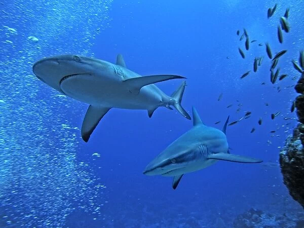 Grey Reef sharks - Swimming along the edge of a channel that acts as a road into Fakarava Lagoon. Tumotos, French Polynesia