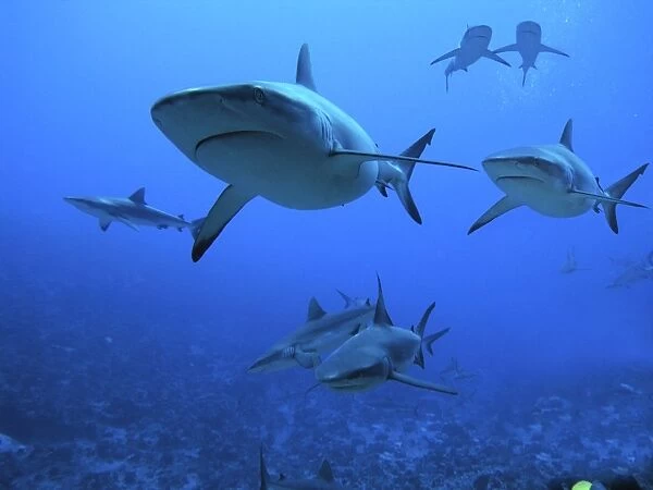 Grey Reef Sharks - swimming into Fakarava Lagoon to feed. Tumotos, French Polynesia