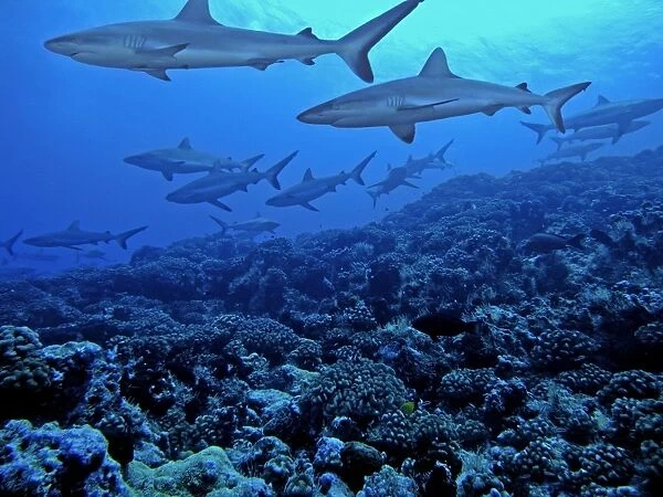 Grey Reef Sharks - Swimming along the reef edge. Tumotos, French Polynesia. Indo Pacific