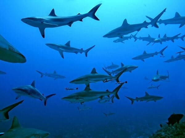Grey Reef Sharks - in the Tumotos, French Polynesia. There are thousands of these sharks living in the passes into the lagoons waiting for food prey to pass by