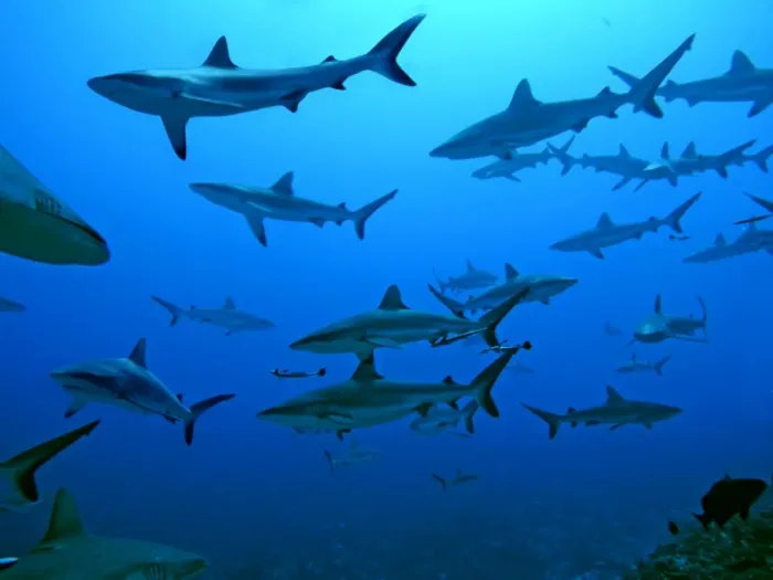 Framed Print : Grey Reef Sharks - in the Tumotos, French Polynesia. There are thousands of these sharks living in the passes into the lagoons waiting for food prey to pass by