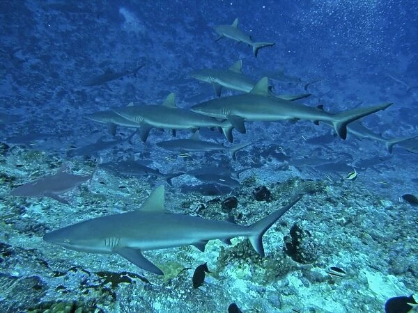 Grey Reef Sharks - in the Tumotos, French Polynesia. There are thousands of these sharks living in the passes into the lagoons. It id the last area in the world where sharks can be seen in such huge numbers