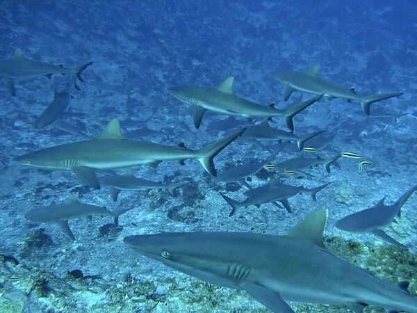 Grey Reef, Sharks - in the Tumotos, French Polynesia. There are thousands of these sharks living in the passes into the lagoons. They are a great tourist attraction. Fakarava, Indopacific