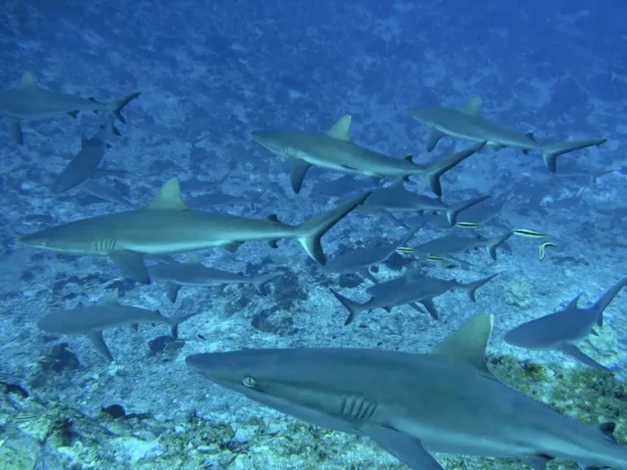 Framed Print : Grey Reef, Sharks - in the Tumotos, French Polynesia. There are thousands of these sharks living in the passes into the lagoons. They are a great tourist attraction. Fakarava, Indopacific Framed Print : Grey Reef, Sharks - in the Tumotos, French Polynesia. There are thousands of these sharks living in the passes into the lagoons. They are a great tourist attraction. Fakarava, Indopacific