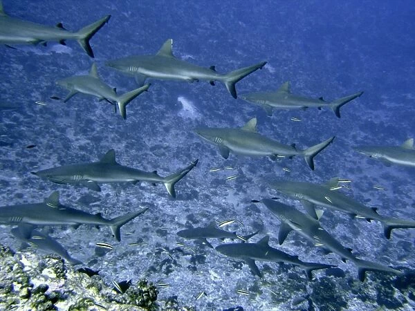 Grey Reef Sharks - in the Tumotos, French Polynesia. There are thousands of these sharks living in the passes into the lagoons. They are a great tourist attraction. French Polynesia. Indopacific