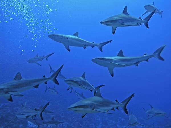 Grey Reef sharks - in the Tumotos, French Polynesia. There are thousands of these sharks living in the passes into the lagoons. They are a great tourist attraction. french Polynesia, Indopacific