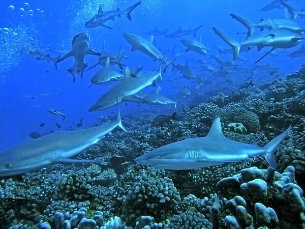Grey Reef Sharks - in the Tumotos, French Polynesia. There are thousands of these sharks living in the passes into the lagoons. Note the shark leaving the image in the left hand corner. It has no dorsal fin. Tumotos, French Polynesia
