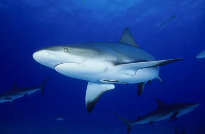 Framed Print : Grey Reefsharks - Underwater. Carribean Sea Framed Print : Grey Reefsharks - Underwater. Carribean Sea