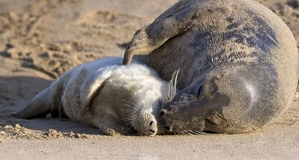 Grey Seal mother & pup on sand dunes. Norfolk, UK. Date