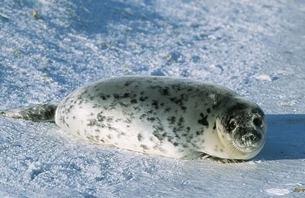 Grey Seal CAN 1345 UK Halichoerus grypus © John Cancalosi  /  ARDEA LONDON