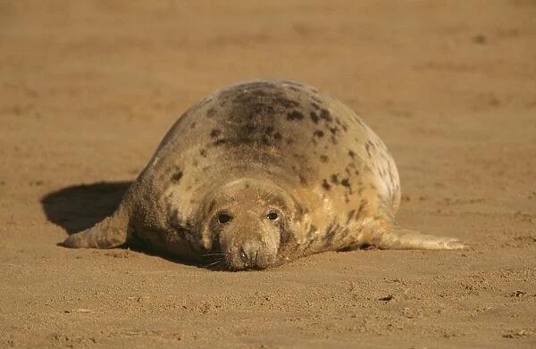 Grey Seal CAN 1350 UK Halichoerus grypus © John Cancalosi  /  ARDEA LONDON
