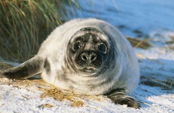 Grey Seal CAN 1767E Young on snow covered beach, UK. Halichoerus grypus © John Cancalosi  /  ARDEA LONDON