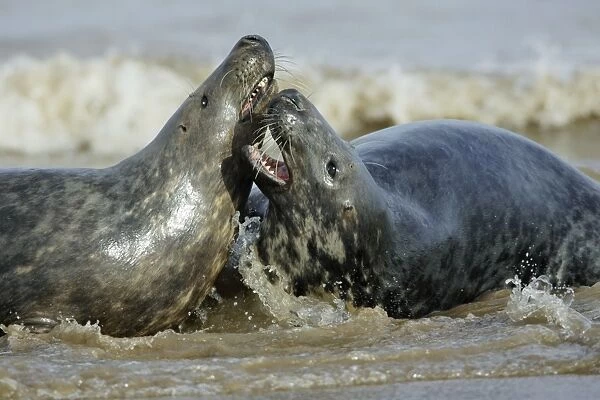 Grey Seal - 2 bulls fighting in surf during breeding season. Donna Nook seal sanctuary, Lincolnshire, UK