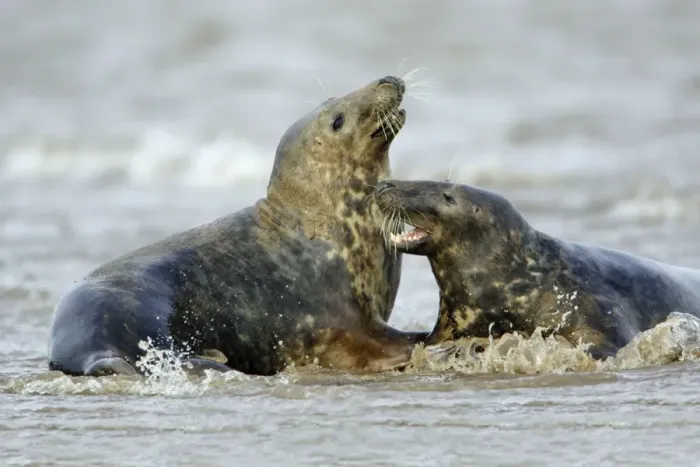 Framed Print : Grey Seal - 2 bulls fighting in surf during breeding season. Donna Nook seal sanctuary, Lincolnshire, UK Framed Print : Grey Seal - 2 bulls fighting in surf during breeding season. Donna Nook seal sanctuary, Lincolnshire, UK