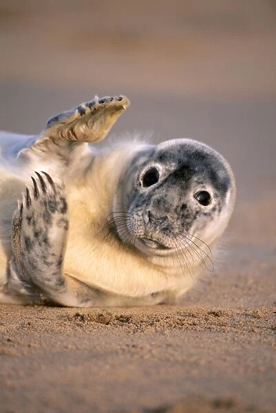 Grey Seal GET 37 Lying on sandy beach, - Lincolnshire, UK Halichoerus grypus © Geoff Trinder  /  ARDEA LONDON