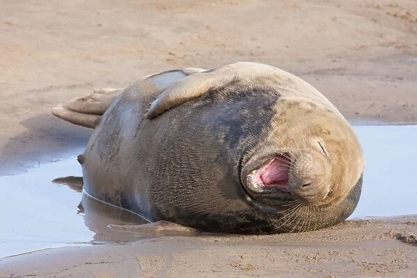 Grey Seal - adult cow lying on a sandy beach yawning. England, UK