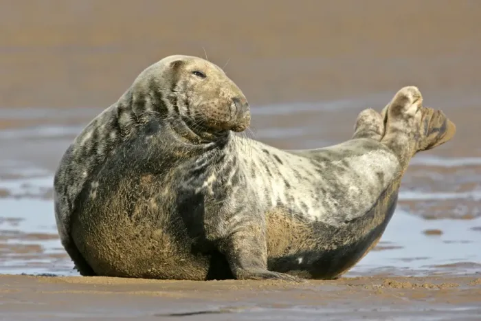 Framed Print : Grey Seal adult grey seal resting on sand bank Donna Nook, Lincolnshire coast, England, UK Framed Print : Grey Seal adult grey seal resting on sand bank Donna Nook, Lincolnshire coast, England, UK