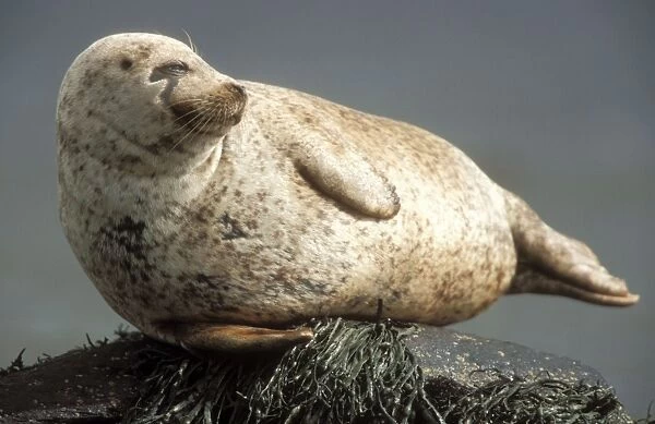 Grey Seal Basking on rock in sea