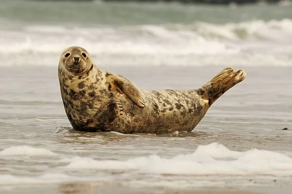 Grey seal - on beach. Helgoland - Germany