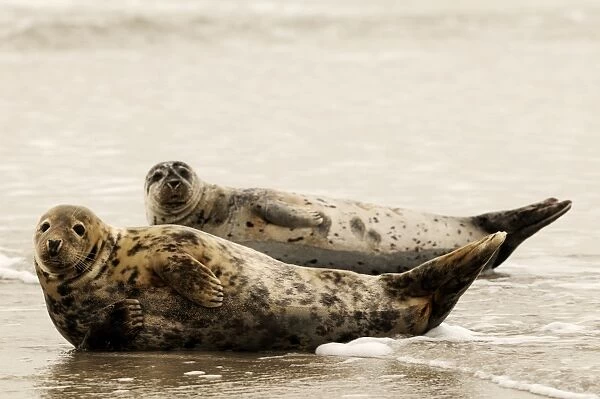 Grey seal - two on beach. Helgoland - Germany
