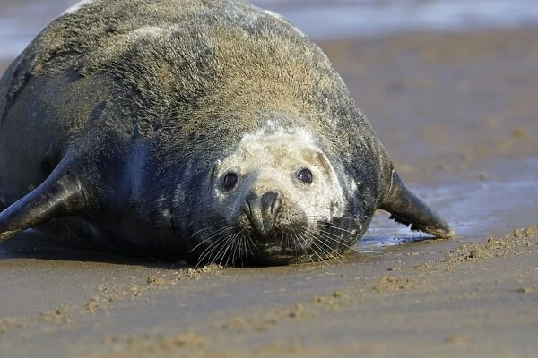 Grey Seal - bull on beach. Donna Nook seal sanctuary, Lincolnshire, UK