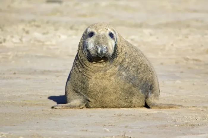 Framed Print : Grey Seal - bull on beach, Donna Nook seal sanctuary. Lincolnshire, UK Framed Print : Grey Seal - bull on beach, Donna Nook seal sanctuary. Lincolnshire, UK