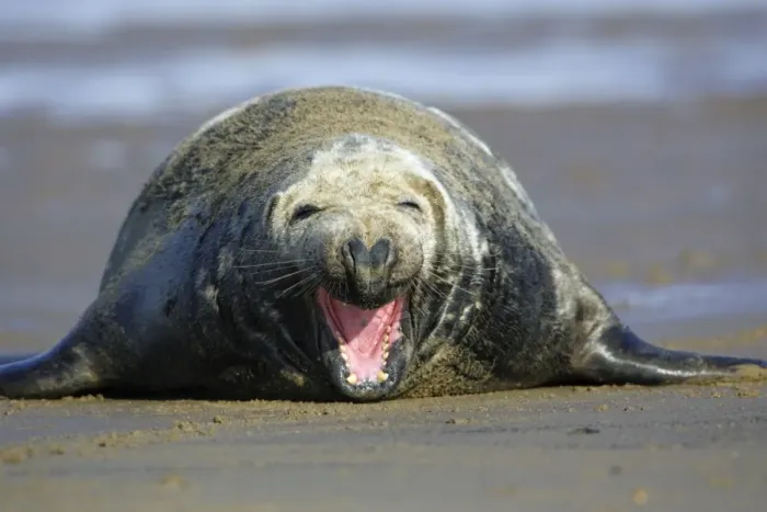 Framed Print : Grey Seal - bull on beach yawning. Donna Nook seal sanctuary, Lincolnshire, UK Framed Print : Grey Seal - bull on beach yawning. Donna Nook seal sanctuary, Lincolnshire, UK