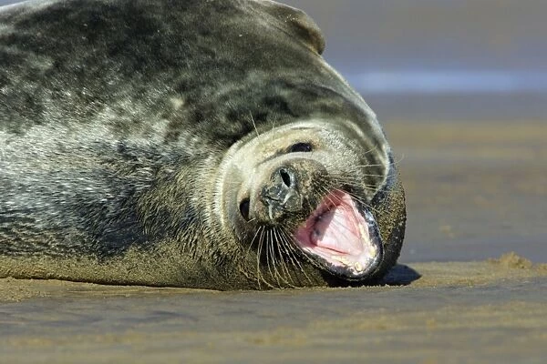 Grey Seal - bull on beach, yawning Donna Nook seal sanctuary, Lincolnshire, UK