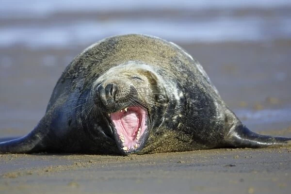 Grey Seal - bull on beach yawning. Donna Nook seal sanctuary, Lincolnshire, UK