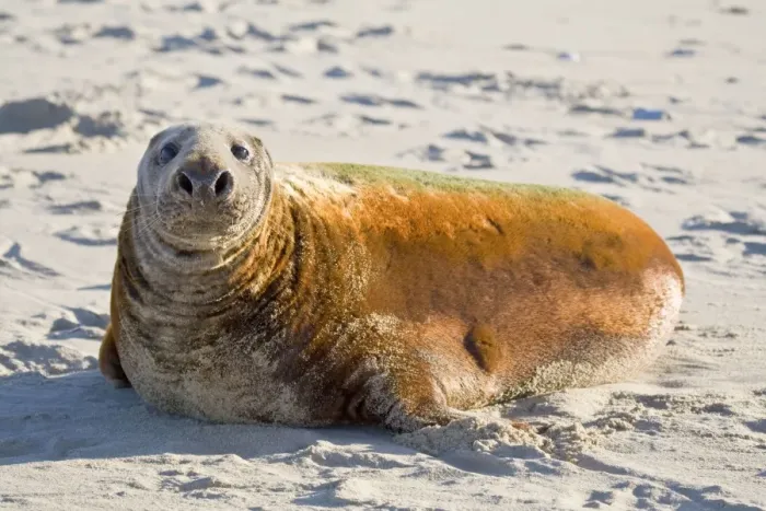 Framed Print : Grey Seal - bull with colourful coat lying on beach - Norfolk England Framed Print : Grey Seal - bull with colourful coat lying on beach - Norfolk England