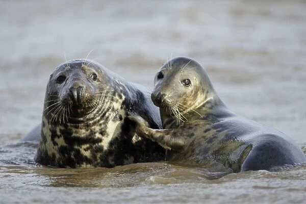 Grey Seal - bull and cow in surf during breeding season. Donna Nook seal sanctuary, Lincolnshire, UK