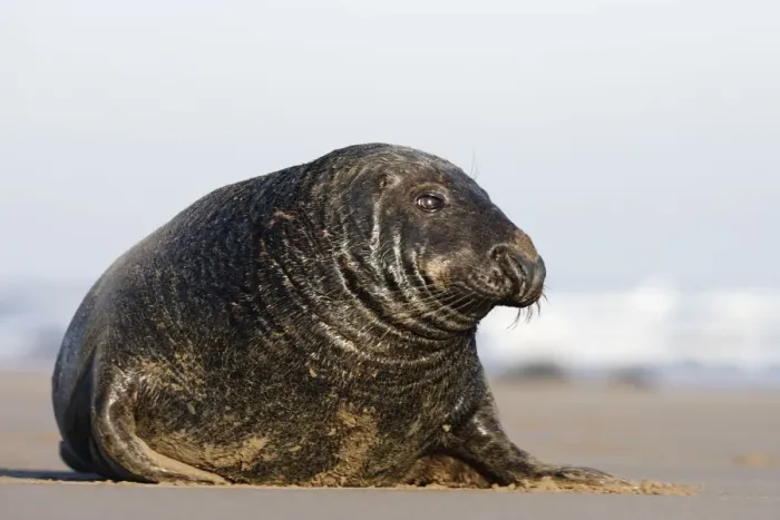 Framed Print : Grey Seal Bull - Donna Nook - Lincolnshire - UK Framed Print : Grey Seal Bull - Donna Nook - Lincolnshire - UK