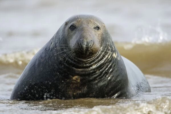 Grey Seal - bull emerging from sea. Donna Nook seal sanctuary, Lincolnshire, UK