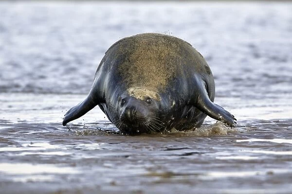 Grey Seal - bull hauling itself on to sand-bank. Donna Nook seal sanctuary, Lincolnshire, UK