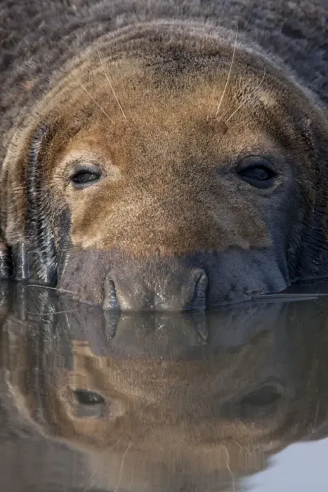 Framed Print : Grey Seal - bull lying in shallow water with reflection. Lincolnshire, England Framed Print : Grey Seal - bull lying in shallow water with reflection. Lincolnshire, England