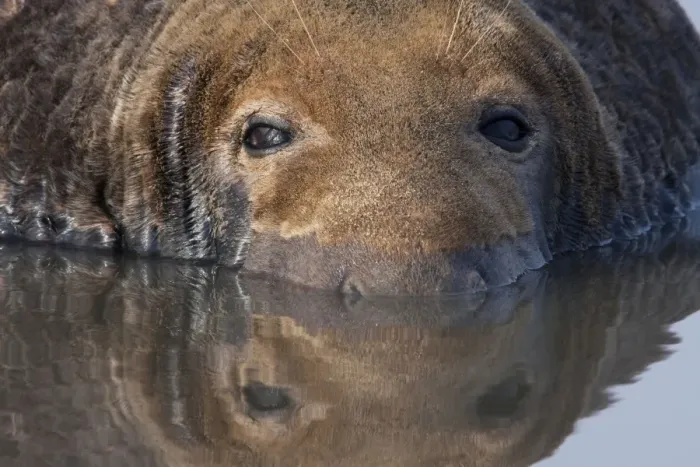 Framed Print : Grey Seal - bull lying in shallow water with reflection. Lincolnshire, England Framed Print : Grey Seal - bull lying in shallow water with reflection. Lincolnshire, England