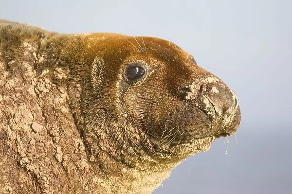 Grey Seal Bull resting on Beach Waxham Beach Norfolk UK