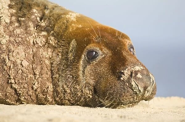 Grey Seal Bull resting on Beach Waxham Beach Norfolk UK