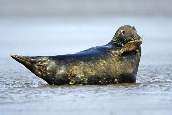 Grey Seal - bull resting in shallow sea water. Donna Nook seal sanctuary, Lincolnshire, UK