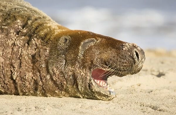 Grey Seal Bull resting and yawning on Beach Waxham Beach Norfolk UK