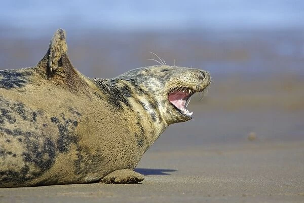 Grey Seal - cow on beach yawning. Donna Nook seal sanctuary, Lincolnshire, UK