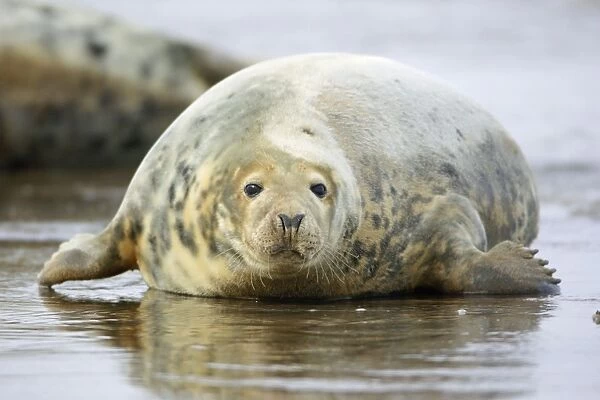 Grey Seal - cow emerging from sea. Donna Nook seal sanctuary, Lincolnshire, UK