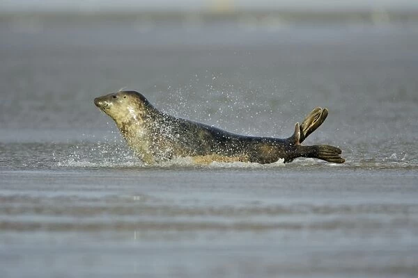 Grey Seal - cow gliding through shallow sea water. Donna Nook seal sanctuary, Lincolnshire, UK