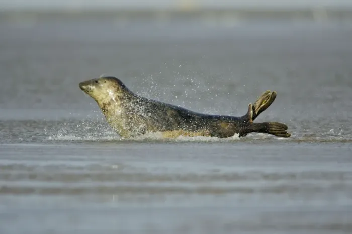 Framed Print : Grey Seal - cow gliding through shallow sea water. Donna Nook seal sanctuary, Lincolnshire, UK Framed Print : Grey Seal - cow gliding through shallow sea water. Donna Nook seal sanctuary, Lincolnshire, UK