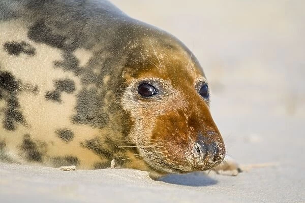Grey Seal - cow lying on beach - Norfolk England